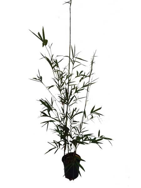 Bambusa lako (Timor Black Bamboo)